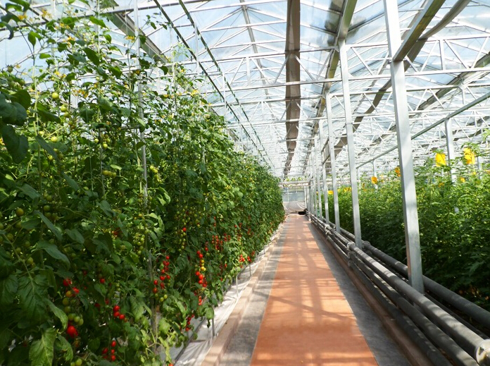山東省壽光市蔬菜高科技示范園九號(hào)廳（陽光板智能連棟溫室）