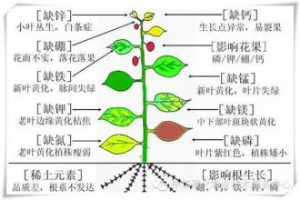 植物必須的大量元素，及作用